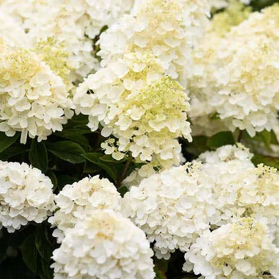 Hydrangea paniculata 'Living Summer Snow' – Bugás hortenzia