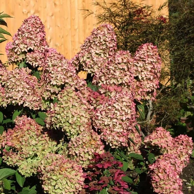 Hydrangea paniculata 'Magical Candle'® (syn.: 'Bokraflame') – Bugás hortenzia