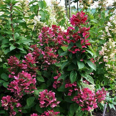 Hydrangea paniculata 'Magical Flame'® – Rózsaszín bugás hortenzia