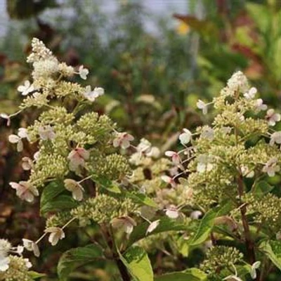 Hydrangea paniculata 'Magical Himalaya' – Bugás hortenzia