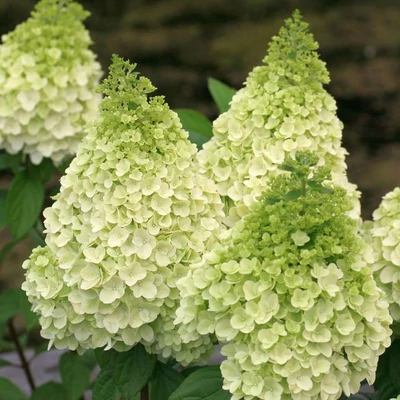 Hydrangea paniculata 'Magical Kilimanjaro' – Bugás hortenzia