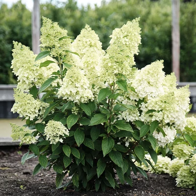 Hydrangea paniculata 'Magical Matterhorn' – Bugás hortenzia