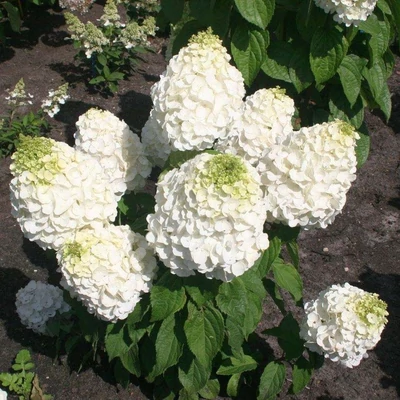 Hydrangea paniculata 'Magical Mont Blanc' – Bugás hortenzia