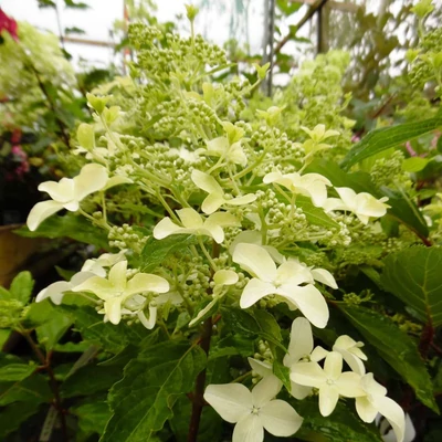 Hydrangea paniculata 'Magical Starlight' – Bugás hortenzia