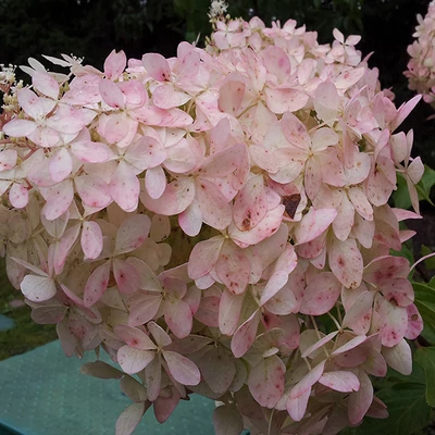 Hydrangea paniculata 'Mega Pearl' – Fehér-rózsaszín bugás hortenzia