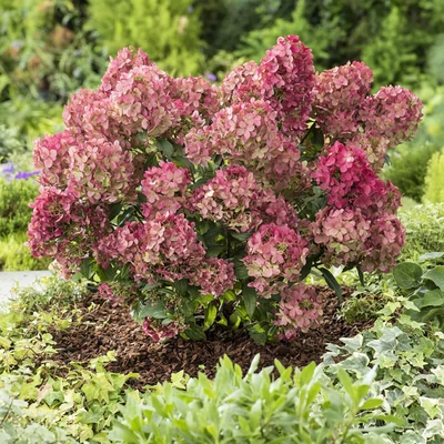 Hydrangea paniculata 'Petite Star'– Bugás hortenzia