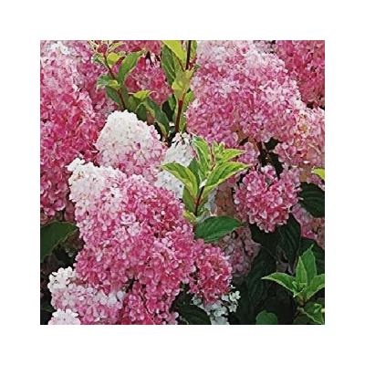 Hydrangea paniculata 'Pink Lady' – Rózsaszín bugás hortenzia