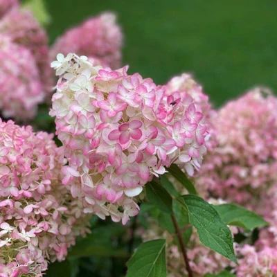 Hydrangea paniculata 'Pinkachu' – Bugás hortenzia