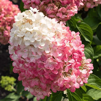 Hydrangea paniculata 'Pinky Promise' – Bugás hortenzia