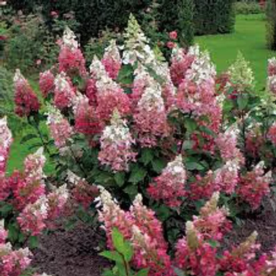 Hydrangea paniculata 'Pinky Winky'® – Rózsaszín bugás hortenzia