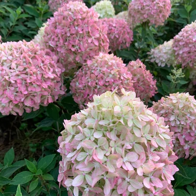 Hydrangea paniculata 'Pixio'® – Bugás hortenzia
