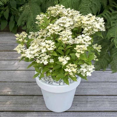 Hydrangea paniculata 'Polestar' – Fehér-rózsaszín bugás hortenzia
