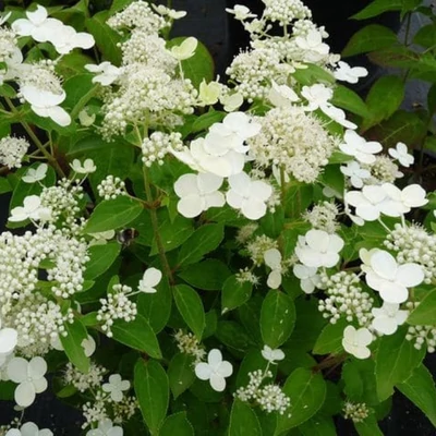 Hydrangea paniculata Prim'White 'Dolprim' – Bugás hortenzia