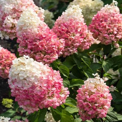 Hydrangea paniculata 'Raspberry Pink' – Bugás hortenzia