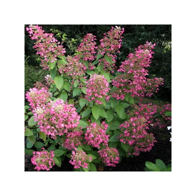 Hydrangea paniculata 'Ruby' – Bugás hortenzia