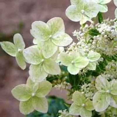 Hydrangea paniculata 'Shikoku Flash' – Bugás hortenzia