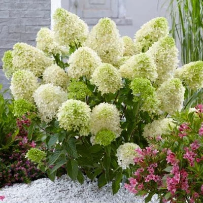 Hydrangea paniculata 'Skyfall' – Bugás hortenzia
