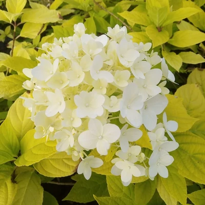 Hydrangea paniculata 'Sunlight' – Bugás hortenzia