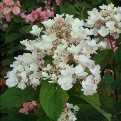 Hydrangea paniculata 'White Diamond' – Bugás hortenzia