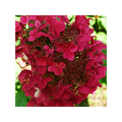 Hydrangea paniculata 'Wim's Red' – Bordó bugás hortenzia