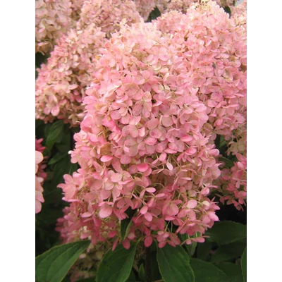 Hydrangea paniculata 'Magical Summer' – Bugás hortenzia