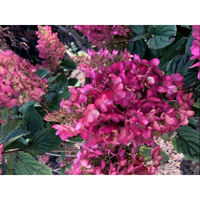 Hydrangea paniculata 'Petite Lantern'– Bugás hortenzia