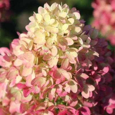 Hydrangea paniculata 'Pinklight'® – Bugás hortenzia