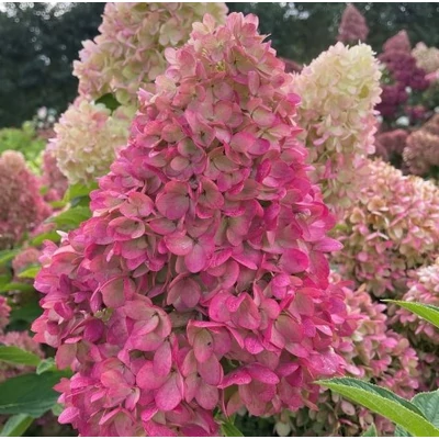 Hydrangea paniculata 'Redlight'® – Bugás hortenzia
