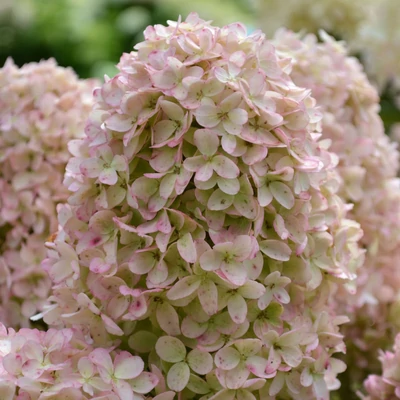 Hydrangea paniculata 'Whitelight'® – Bugás hortenzia