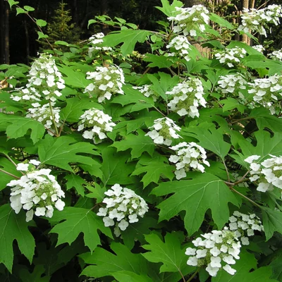 Hydrangea quercifolia 'Alice' – Tölgylevelű hortenzia