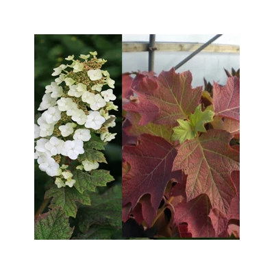 Hydrangea quercifolia 'Applause' – Tölgylevelű hortenzia