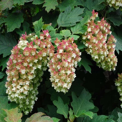 Hydrangea quercifolia 'Black Porch' – Tölgylevelű hortenzia