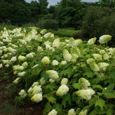 Hydrangea quercifolia 'Harmony' – Tölgylevelű hortenzia