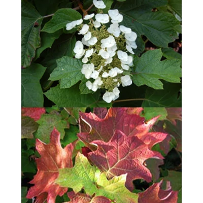 Hydrangea quercifolia 'Ice Crystal' – Tölgylevelű hortenzia