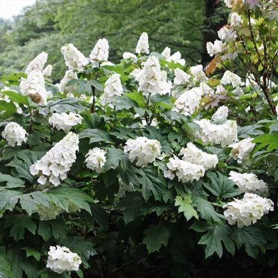 Hydrangea quercifolia 'Snow Giant' – Tölgylevelű bugás hortenzia