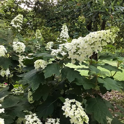 Hydrangea quercifolia 'Snowcicle' – Tölgylevelű hortenzia