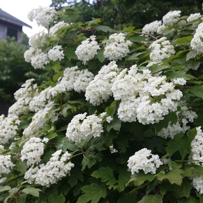 Hydrangea quercifolia 'Snowflake' – Tölgylevelű bugás hortenzia