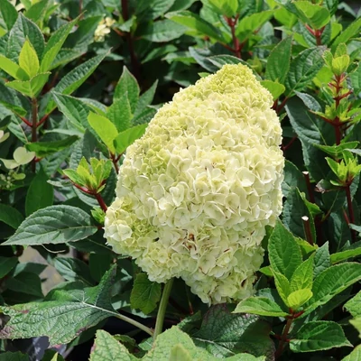 Hydrangea quercifolia 'Tara'® – Tölgylevelű hortenzia