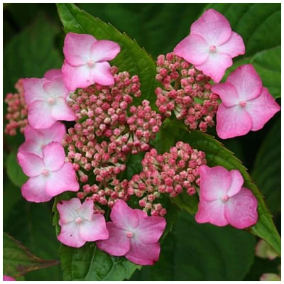 Hydrangea serrata 'Avelroz' – Fűrészeslevelű hortenzia