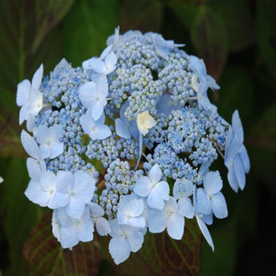 Hydrangea serrata 'Blue Deckle' - Kék virágú fűrészeslevelű hortenzia
