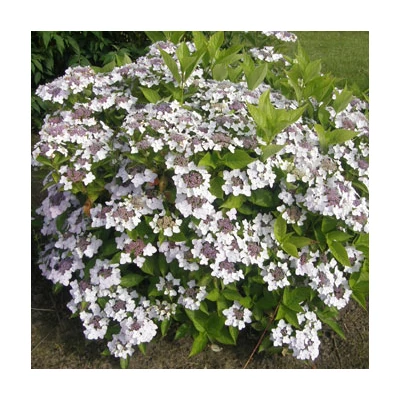 Hydrangea serrata 'Cloudi' – Fűrészeslevelű hortenzia