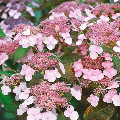 Hydrangea serrata 'Intermedia' – Fűrészeslevelű hortenzia