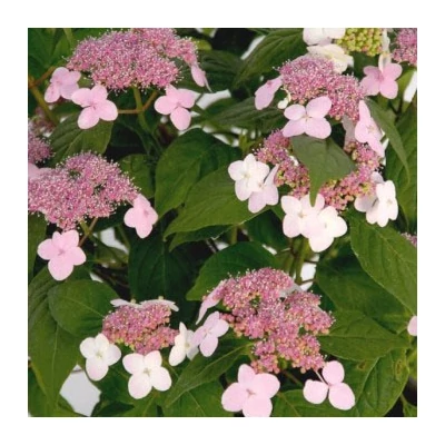 Hydrangea serrata 'Oamacha' – Fűrészeslevelű hortenzia