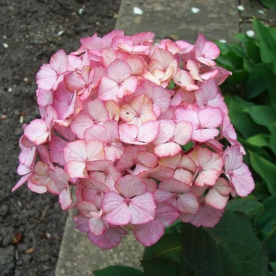 Hydrangea serrata 'Preziosa' – Fűrészeslevelű hortenzia