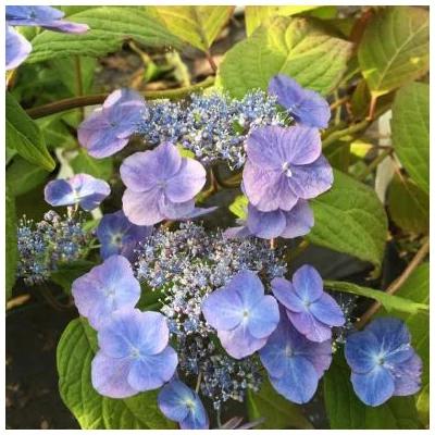 Hydrangea serrata 'Veerle' – Fűrészeslevelű hortenzia