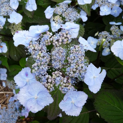 Hydrangea serrata 'Yesoensis' – Fűrészeslevelű hortenzia