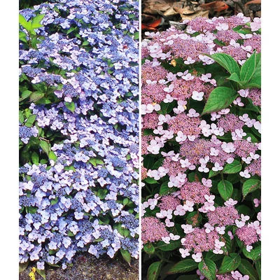 Hydrangea serrata koreana – Fűrészeslevelű hortenzia