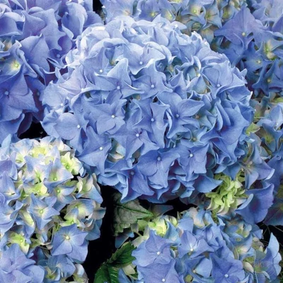Hydrangea macrophylla 'Soft Blue Power' – Kerti hortenzia