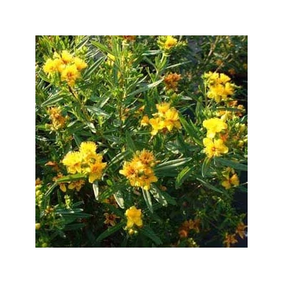 Hypericum densiflorum 'Buttercup' – Vékonylevelű orbáncfű