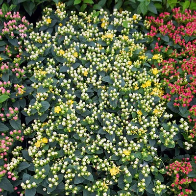 Hypericum inodorum 'Miracle Blizz' – Szagtalan orbáncfű